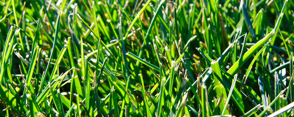 fescue blend sod